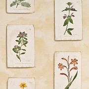 Lewis & Wood Curtis Botanical